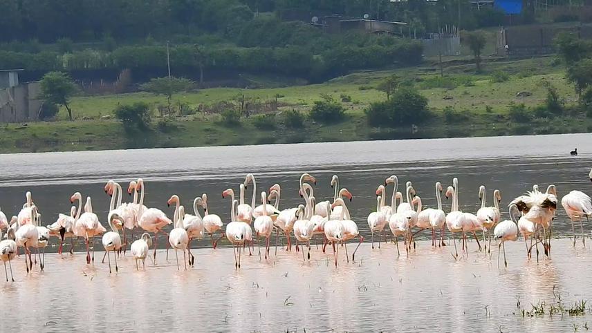 Flock of Lesser and Greater flamingos. © Mebrat Teklemariam.