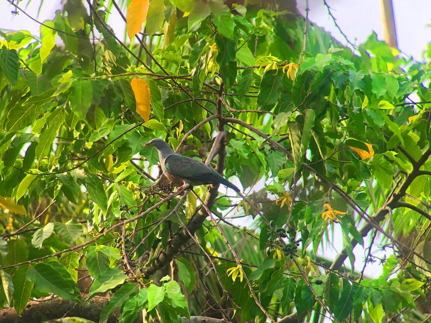 A Spotted Imperial-pigeon (Ducula carola) was feeding on the fruits of the Ylang-ylang tree. © Adrian Constatino