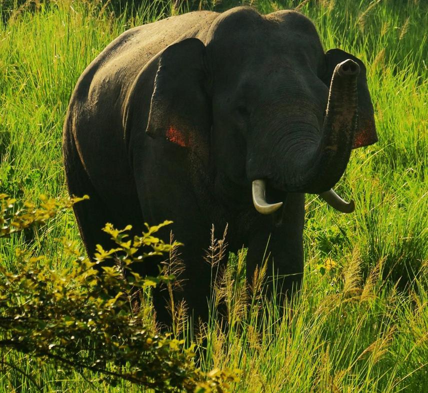 Wild bull frequently observed in surrounding areas of Koshi Tappu Wildlife Reserve.