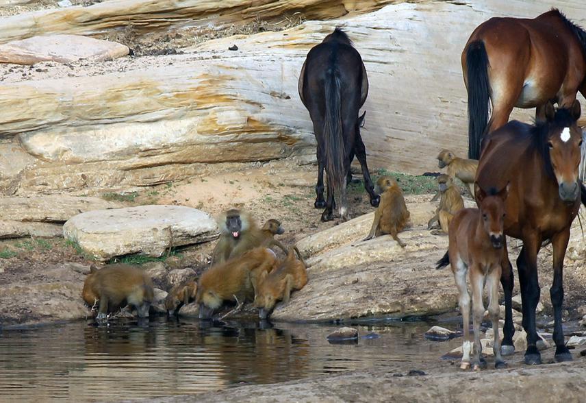 A social group of Guinea baboons and domestic horses drinking from the same guelta in the North Afollé mountains. Earlier in the day, before the picture was taken, the cattle owner also drank from the same water pool. © Cristian Pizzigalli.