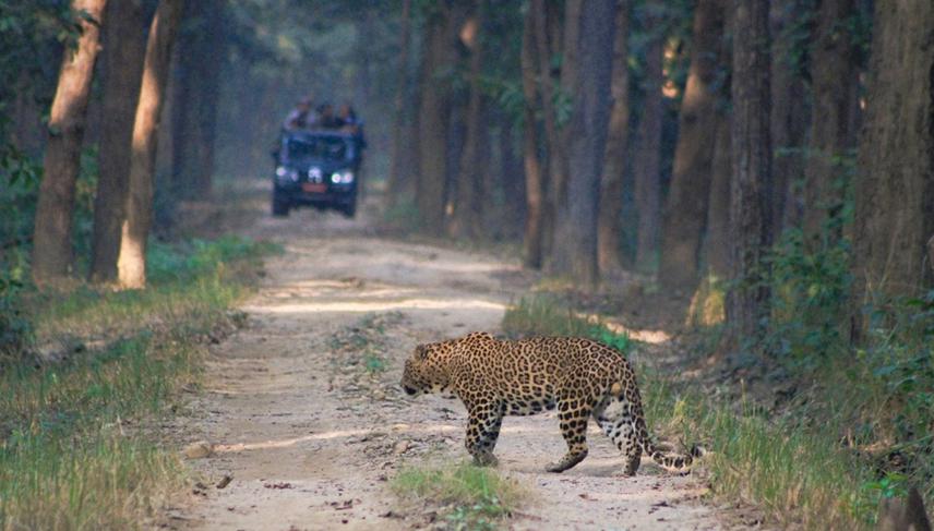 My favourite is Leopard.© Manju Mahatara.