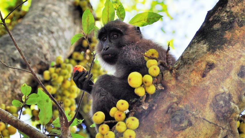 Sub-adult male moor macaque (called Pino) eating figs (Ficus glomerata Roxb.) in the Bantimurung Bulusaraung National Park, South Sulawesi, Indonesia. © Cristina Sagnotti, 2010.