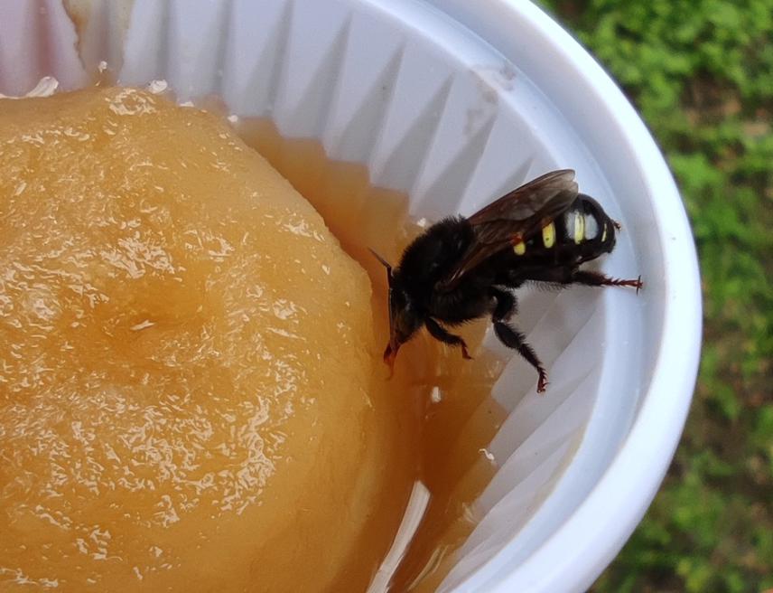 Mandaçaia bee (Melipona quadrifasciata) collecting sugar syrup. © MSc Mariana V. N. Arena.