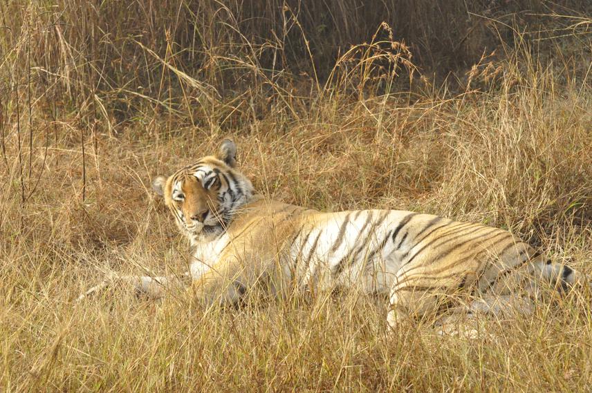 A tigress in the Jamni grasslands in Tadoba from where the Jamni village was relocated in 2014. © Prerna Singh Bindra