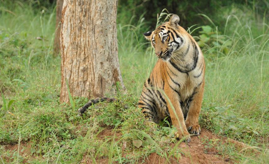 Tiger Cub @ near  jamni meadows -Tadoba Andhari Tiger Reserve