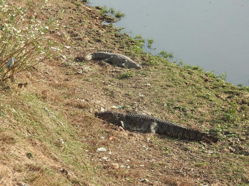 The image taken during the basking study shows the basking of muggers, a typical behavior exhibited by cold-blooded animals, in one of the sites of the Vadodara region.