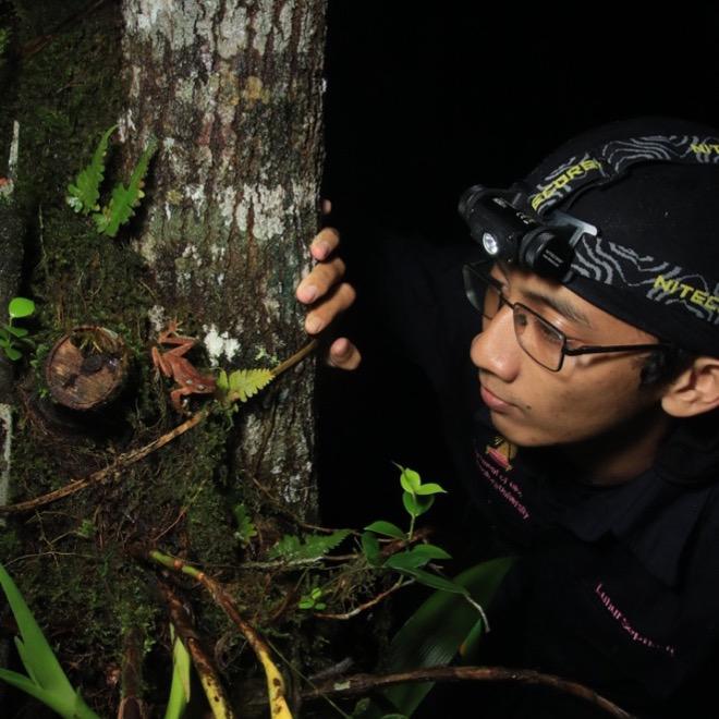 Discovery of Pearly tree frog in Bromo Tengger Semeru National Park