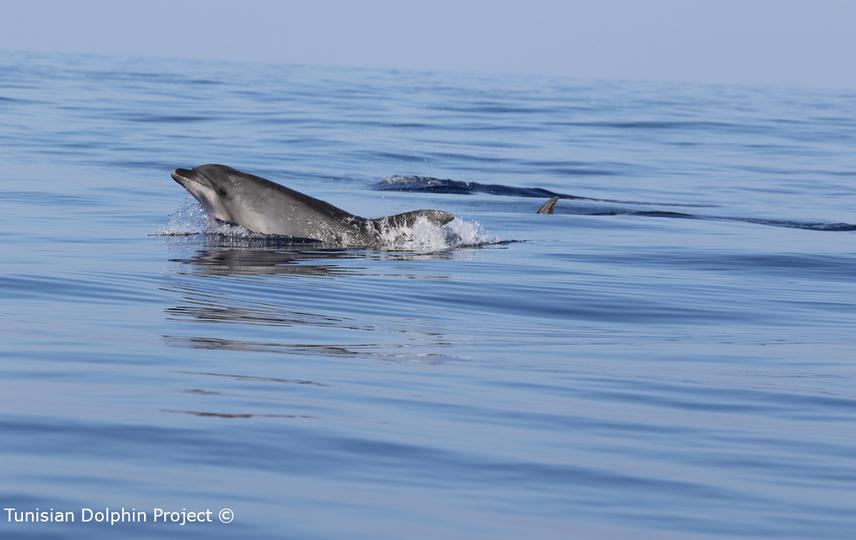 © Tunisian Dolphin Project