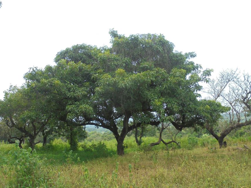A mature shea Butter tree, Vitellaria paradoxa in the west region of Cameroon. © Patrick Bustrel Choungo Nguekeng, HIES/CZU