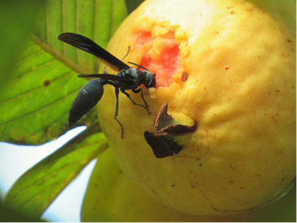 A social wasp Synoeca sp. feeding on guava in a cocoa agroforestry.