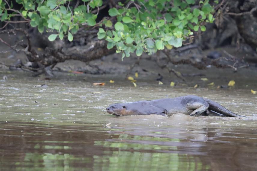 An individual smooth-coated otter in the Sungai Kapar Besar, Klang was photographed on 31st December 2021. © MNSWoo Chee Yoong.