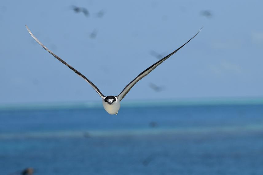 A sooty tern in flight © Annabelle Cupidon
