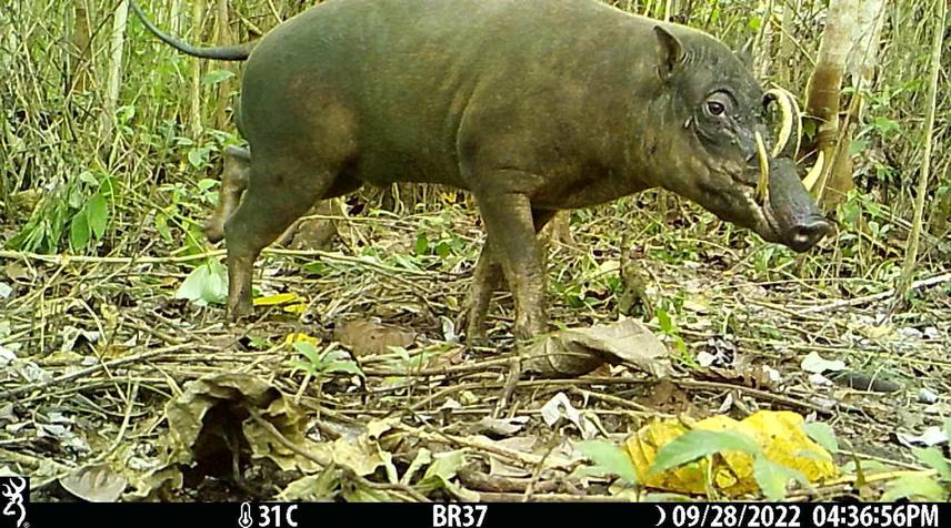 A male Togean Islands babirusa recorded by a camera trap in this project.
