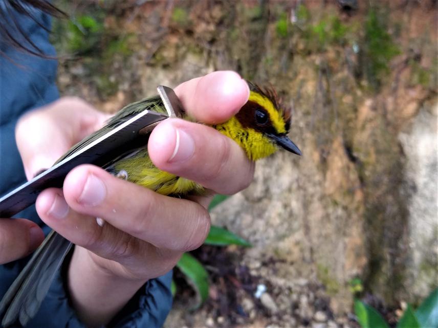 Measuring wing length from a Golden-browed Warbler (Basileuterus belli) for functional diversity analysis. © Diego Manzano Méndez.
