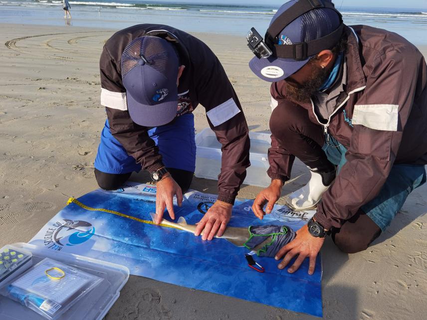 Reel Science Co. affiliated anglers working in teams to ensure all fish are handled carefully and that the tagging is performed quickly to reduce air exposure.