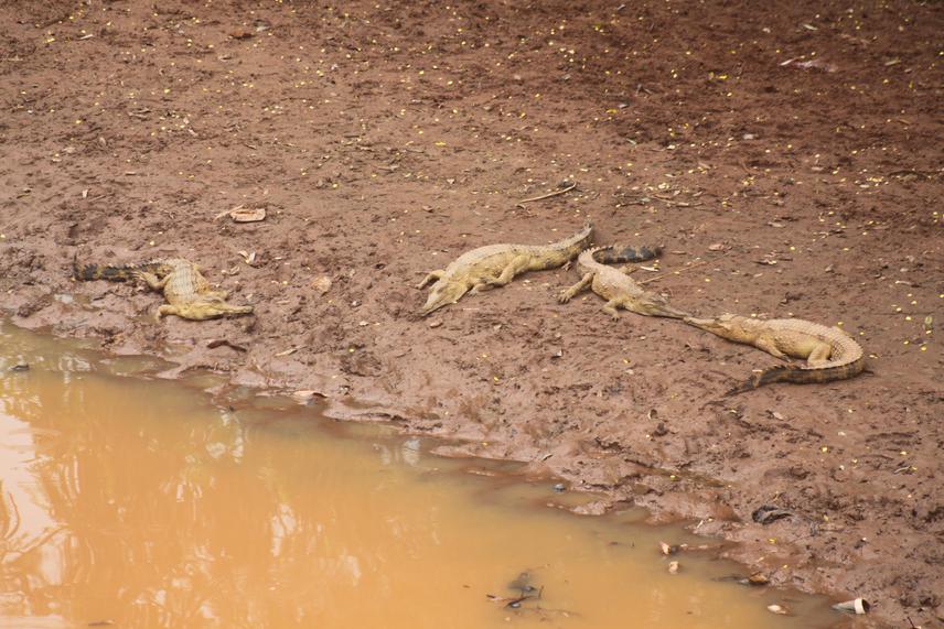 Juvenile West African slender-snouted crocodiles basking in the Tano River at Techiman. © Threscoal.