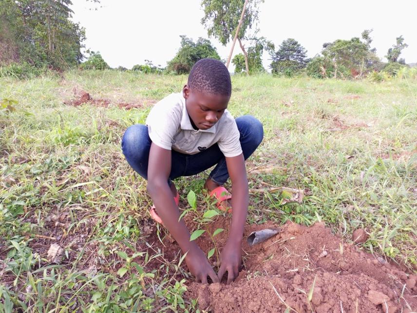 A boy planting a tree seedling of Terminalia superba on a degraded farmland in Gogonya village. © Bonny Jjemba, 2022.