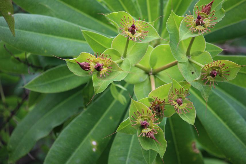 Euphorbia friesiorum