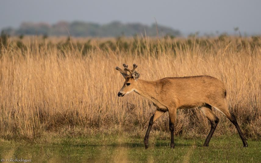 Marsh Deer in a marshy region of Iberá National Park. © Pollo Rodriguez.