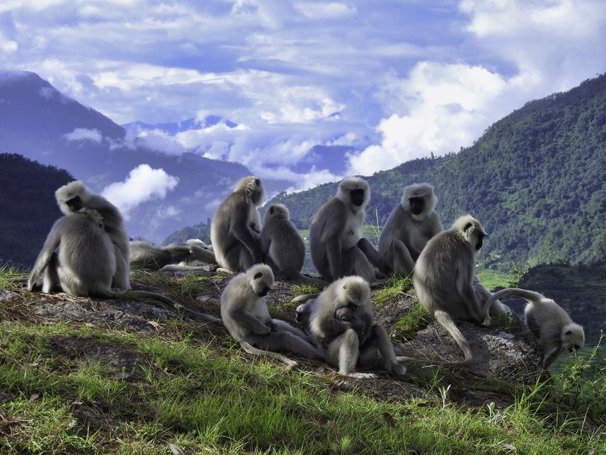 Himalayan langurs at the long-term primate research site 