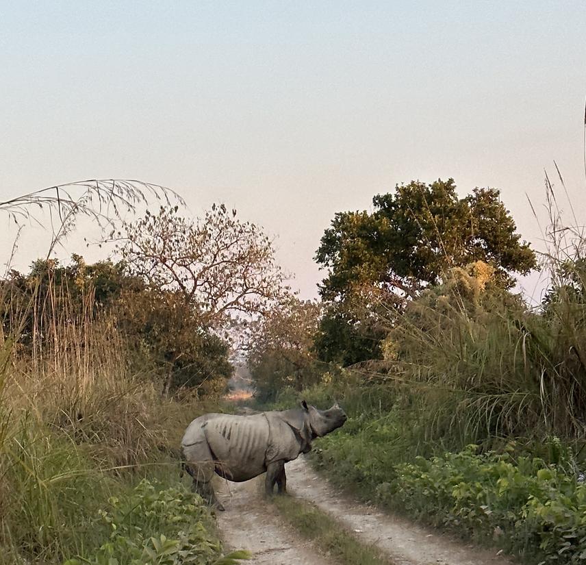 Rhino encountered in the park.