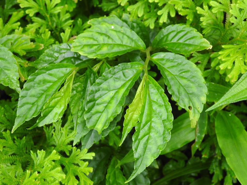 Elatostema a leafy wild edible plant.