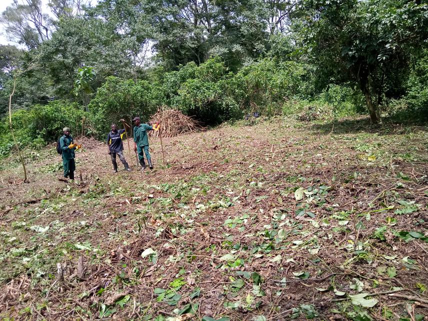 Three field assistants Robert Basaija (Left), Emmanuel Aliganyira (Center) and Tusiime Laurence (Right) who had been participating in the removal of Acanthus from a 20 m by 20 m test plot. © Opito Emmanuel Abwa.