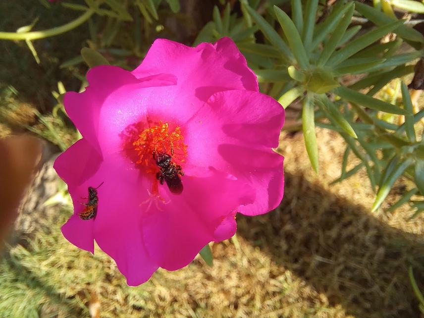Stingless bees pollinating the “mañanita” flower in the meliponary. © Guelmy Chan.
