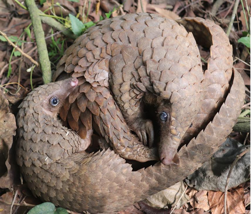 Pangolins rescused in the village of Tègon and introduced in the zoological garden of the University of Abomey-Calavi (Benin). © Stanislas Zanv