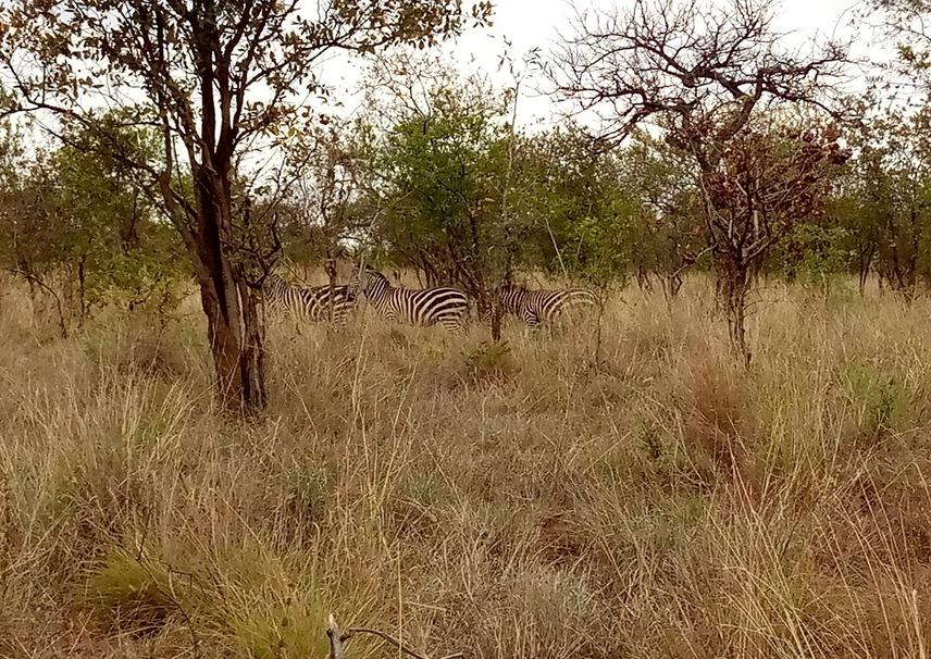 Zebra grazing in one of the Alalili systems at Kitumbeine village. © Elkana Hezron (2021).