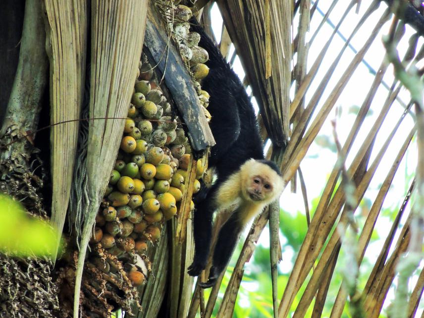 White-faced capuchin (Cebus imitator) in a wine palm (Attalea butyracea). © Luz I. Loria.