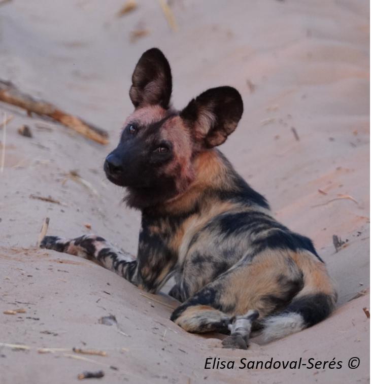 One member of Somamalisa Pack resting after a kill in Hwange National Park. © Elisa Sandoval-Serés, Painted Dog Conservation