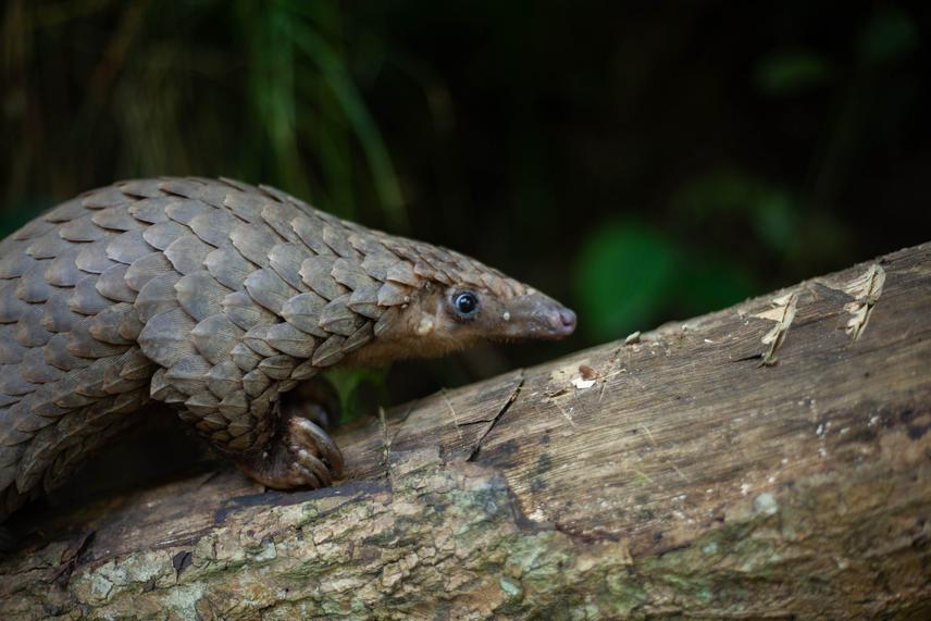 A rescued, White-bellied pangolin being release in the Onepone Endangered Species Refuge in the Volta region of Ghana a local community forest/conservation site managed by Herp Ghana. © Michael Akrasi