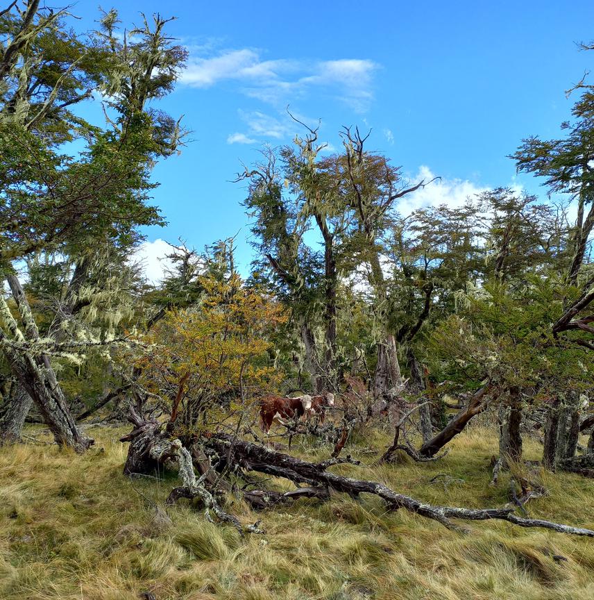 Two Hereford cows at the Nothofagus forest. © Paula Rodríguez