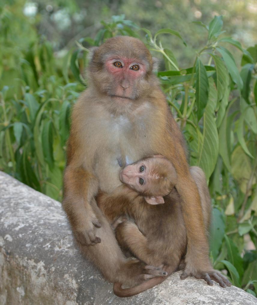 Mother and infant Assamese macaque from central Nepal.
