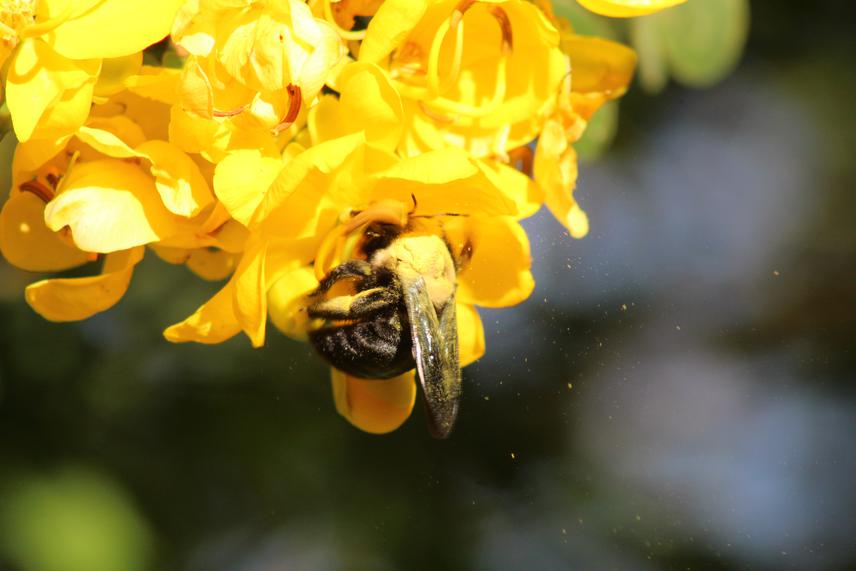 Buzz pollination in a plant species of the genus Senna. © Ingrid Gomes.