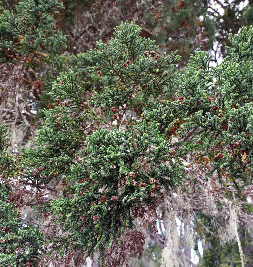 Female cones Firzroya cupressoides.