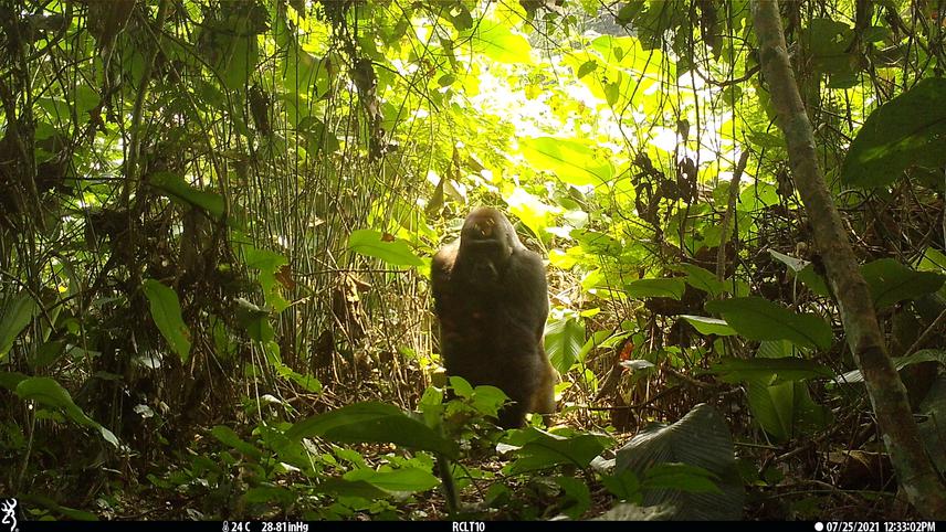 A camera-trap image of a male gorilla in a Marantaceae thicket. © WCS Congo.