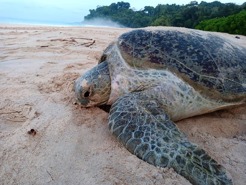 A green turtle returning back to the sea after laying eggs on Bangkaru beach in the early morning. © Adela Hemelikova