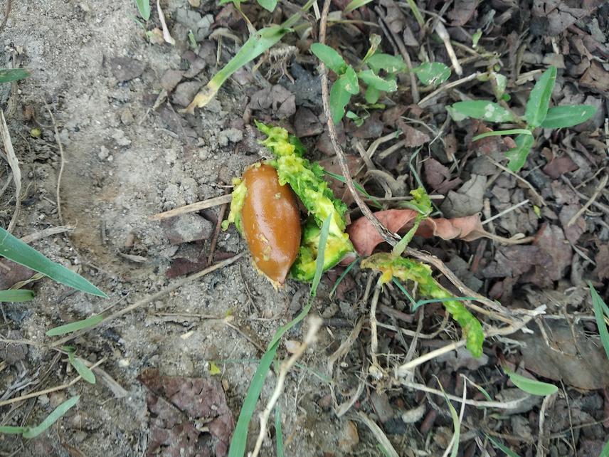 Flesh of mahua fruit chewed by bat and exposing the seed.  © Abhijit Dey.