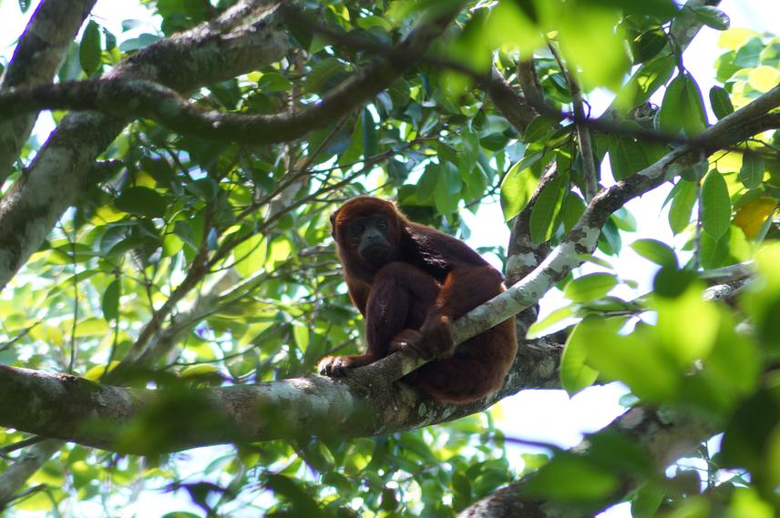 A lonely juvenile red howler monkey (Alouatta seniculus) female in a fragmented forest in the Colombian llanos. © Manuel Fonseca.