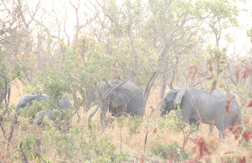 A herd of elephants hiding behind the trees in full view of our vehicle in the Pendjari reserve., Benin © AGOSSOU Hippolyte.
