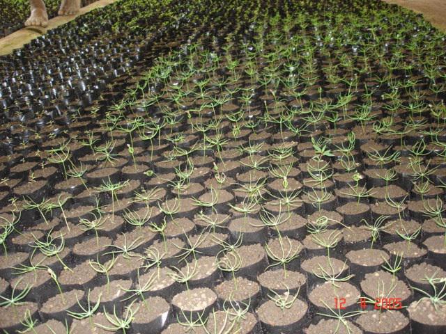 Kokop tree nursery project – an initiative of KVEDO Inc to grow seedlings and distribute them freely to villages for reforestation purposes.