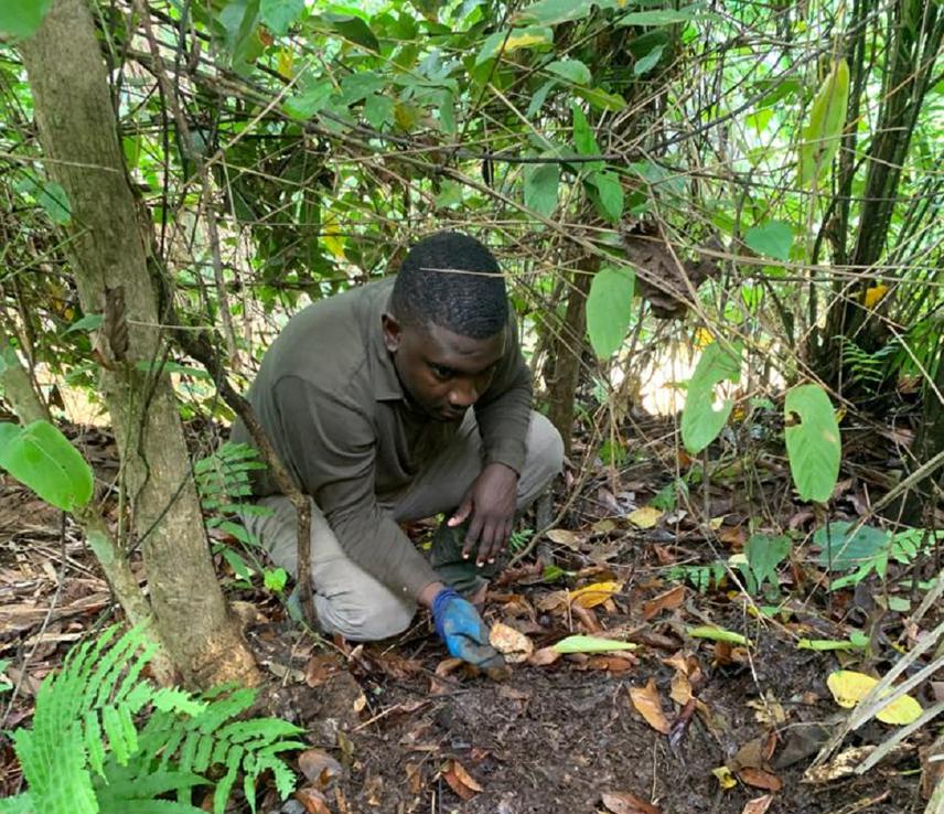Akwasi Anokye holding an eggshell from a successfully hatched Mecistops cataphractus nest at Obuasi.