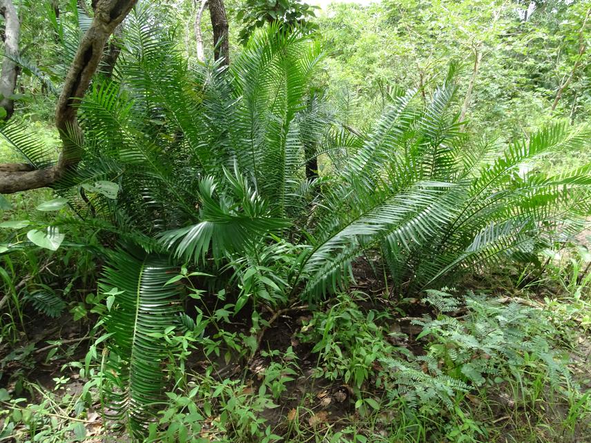 Encephalartos barteri subsp barteri.