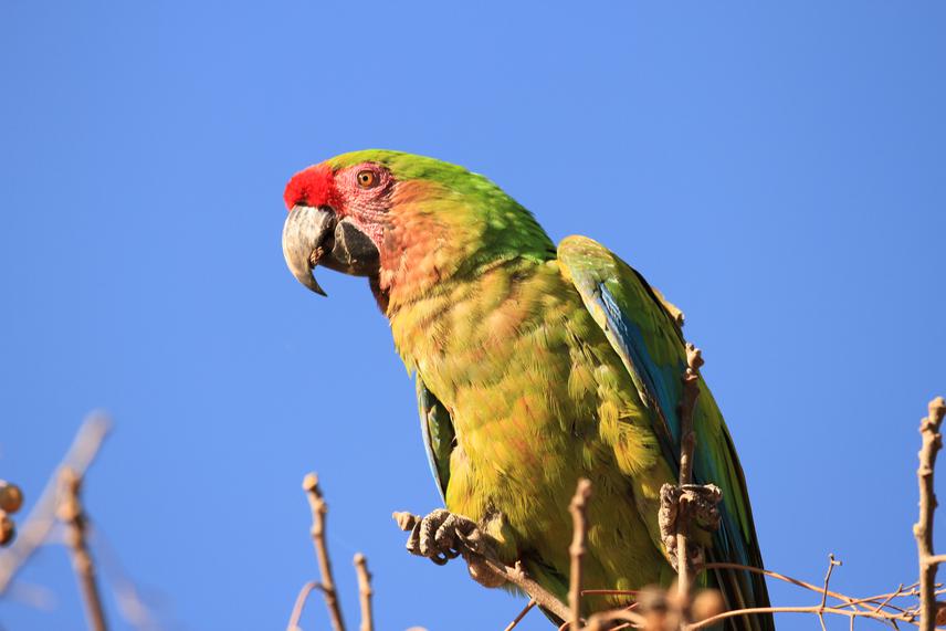 Close-up photograph of a Military Macaw (Ara militaris), by Luis Rivera.