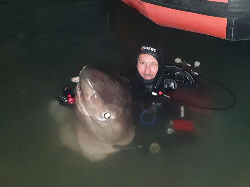 Andrej with an adult deep-sea blutnose sixgill shark, Hexanchus griseus (Bonnaterre, 1788) in Triport, Vlorë in January 2022. © S. Ribaj.