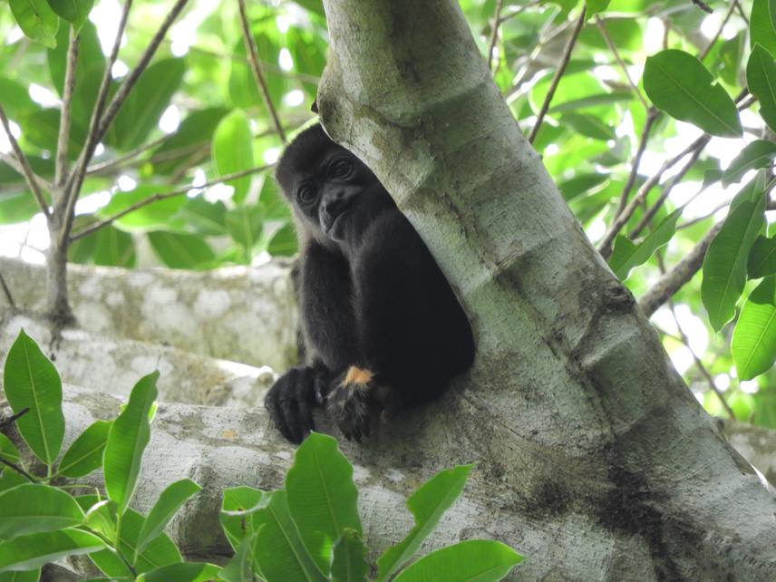 Juvenile Female Mantled Howler Monkey. © Ricardo Jesús Ortiz Zárate.