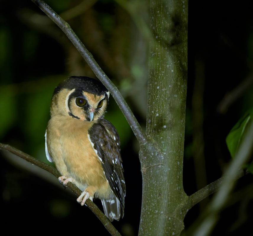 Aegolius harrisii-Buff-fronted Owl. © Agostina Juncosa.
