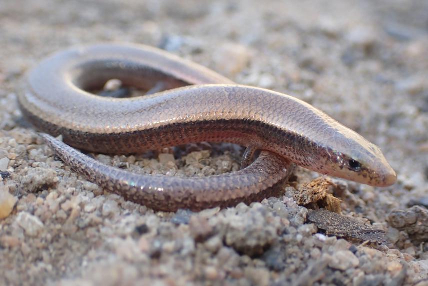 A photo of the Montane skink, Proscelotes aenea, a species the project found in Lumbo. This was the first time the species was see in over 100 years and also photographed alive. © Ali Puruleia.